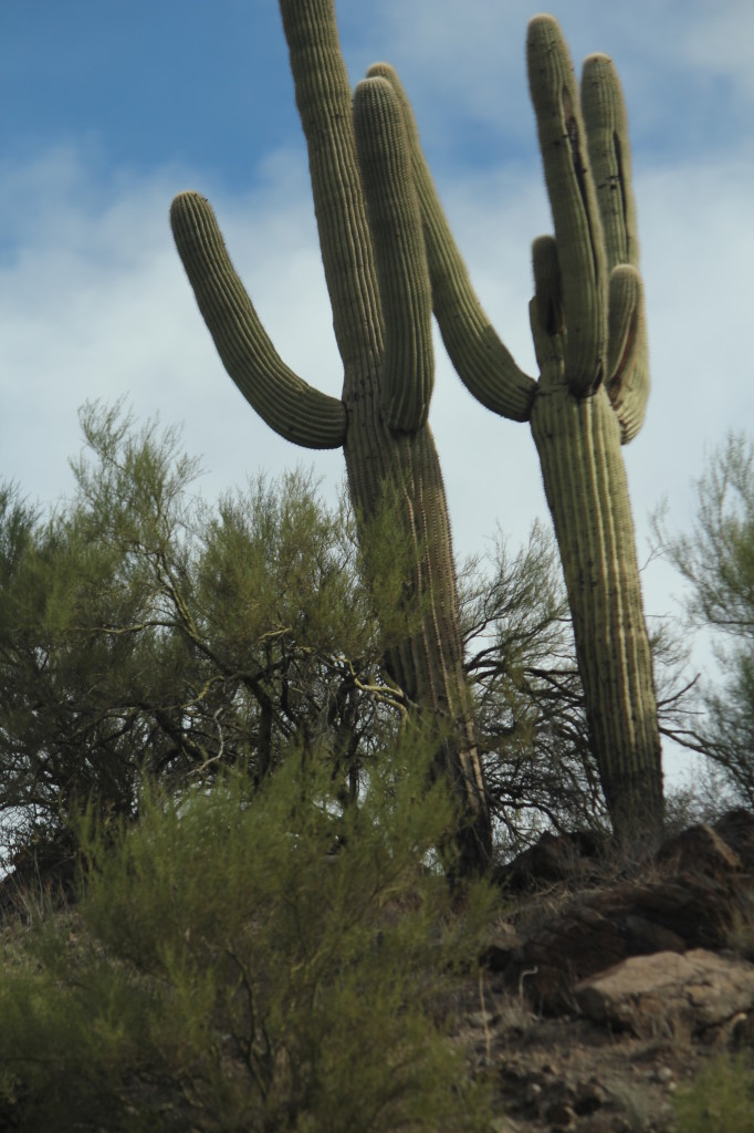 Arizona cactus